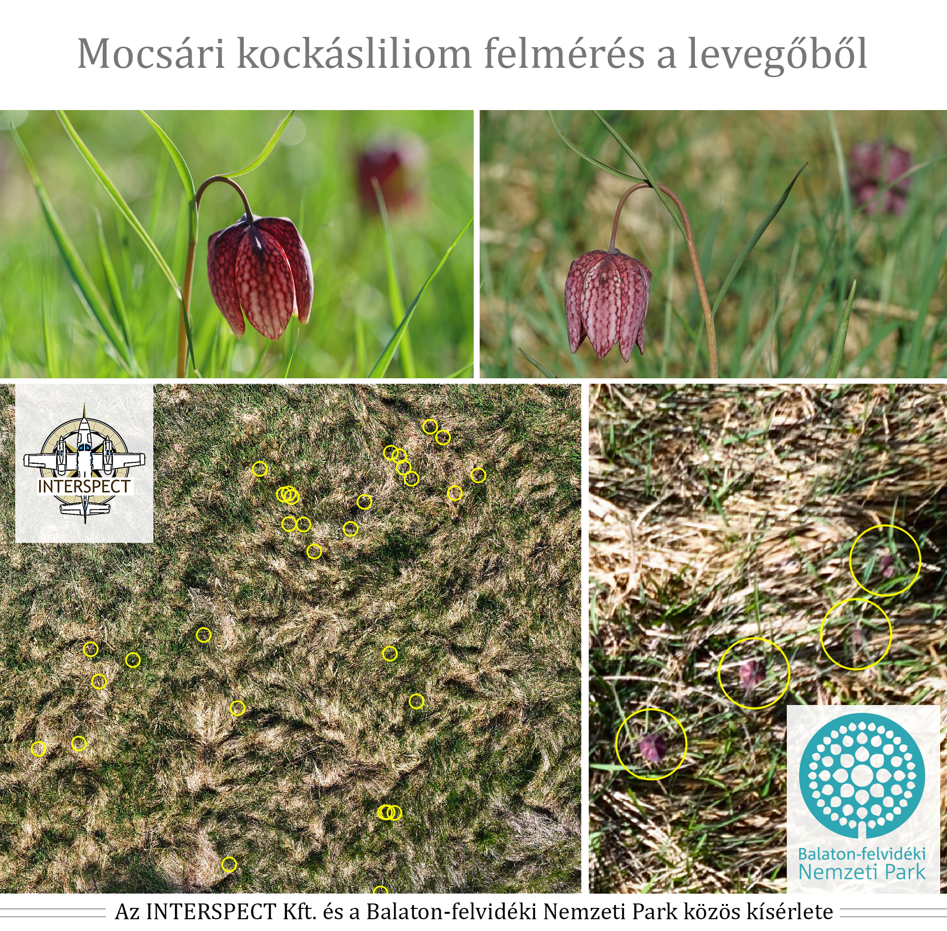 Mocsári kockásliliom monitoring